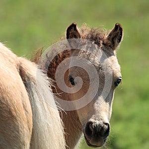 Miniature Horse Peek-a-Boo