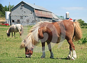 Miniature horses on a farm