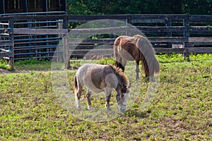 Miniature horses at farm land