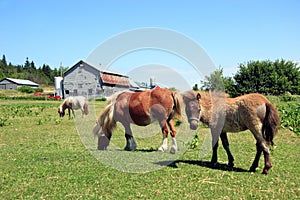 Miniature horses in a field