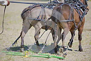 Miniature Horses in Harness From Behind photo