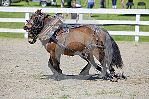 Miniature Horses in Harness photo