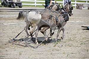 Miniature Horses in Harness, Prancing photo