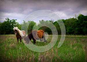 Miniature horses in pasture