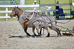 Miniature Horses in Pulling Competition photo