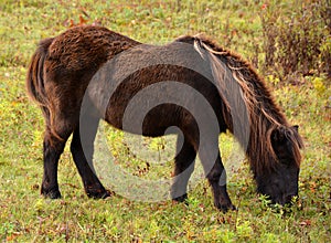 Miniature horses are the size of a very small pony,