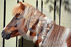 Miniature horses are the size of a very small pony,