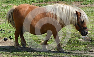 Miniature horses are the size of a very small pony, photo