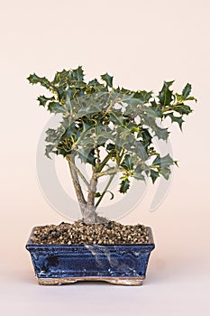 Miniature Ilex aquifolium, the holly.