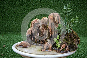 A miniature landscape bonsai