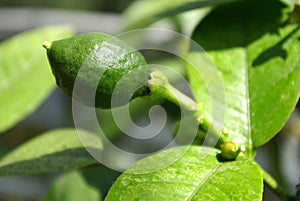 Miniature lime on tree