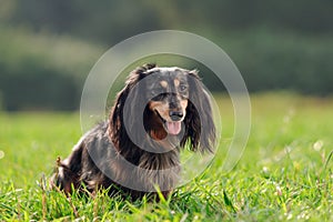 A miniature long haired dachshund
