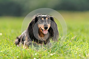 A miniature long haired dachshund