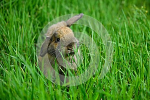 The Miniature Lop with its raised ear is sitting in the grass