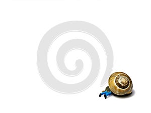 Miniature man overrun by snail isolated on white. Business concept