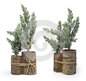 Miniature model winter pine tree Christmas decorative element, isolated on white, clipping path included