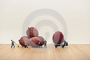 Miniature movers loading lychees on truck