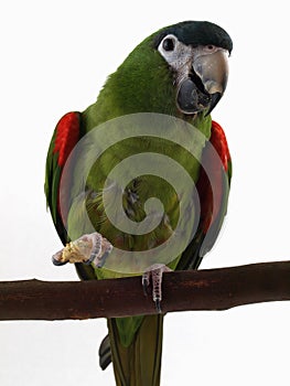 Miniature Noble Macaw with Cracker