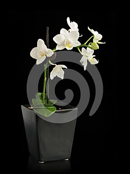 Miniature orchid in black pot
