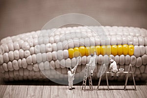 Miniature painters coloring corncob. Macro photo