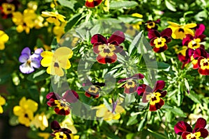 Miniature Pansies