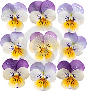 Miniature pansy (Johnny Jump-Up) flowers add vibrant color to any garden. photo