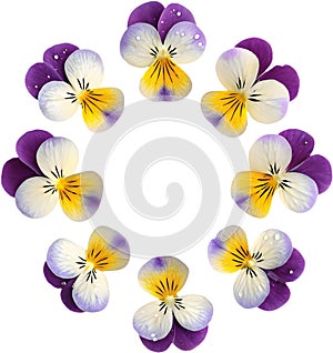 Miniature pansy (Johnny Jump-Up) flowers add vibrant color to any garden. photo