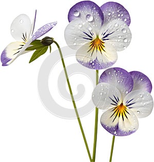 Miniature pansy (Johnny Jump-Up) flowers add vibrant color to any garden. photo