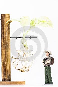 Miniature people : Male farmer standing and looking at Epipremnum aureum Golden pothos