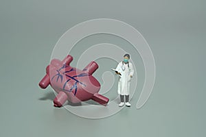 Miniature people toy figure photography. A women doctor standing beside heart organs. Isolated grey background