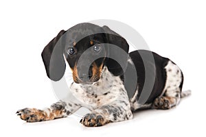Miniature piebald dachshund isolated on white background