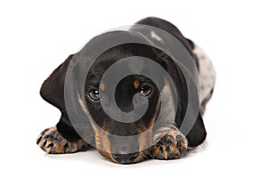 Miniature piebald dachshund isolated on white background
