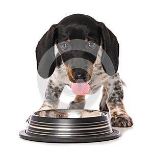 Miniature piebald dachshund with a water bowl