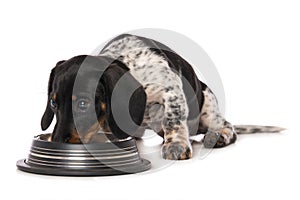 Miniature piebald dachshund with a water bowl