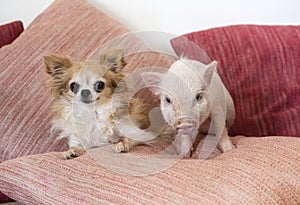 miniature pig and chihuahua in an house