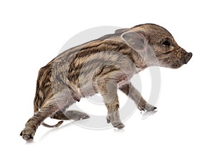 Miniature pig in studio