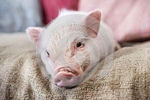 miniature pig in an house