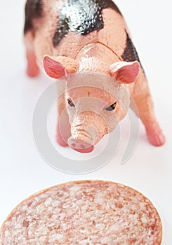 Miniature Pig with a slice of saussage