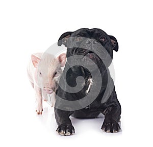 miniature pig and staffy