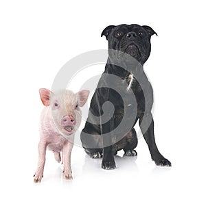 miniature pig and staffy