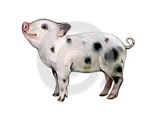 Miniature Pigs, Mini Pig, Micro Pig, Teacup Pig or Pygmy Pig