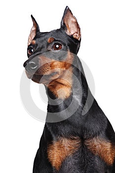Miniature Pincher dog photo