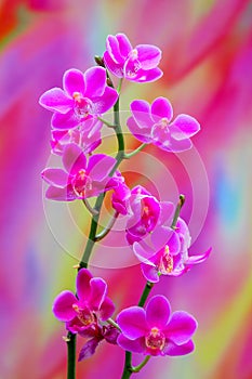 Miniature pink phalaenopsis blume orchids with colorful abstract background