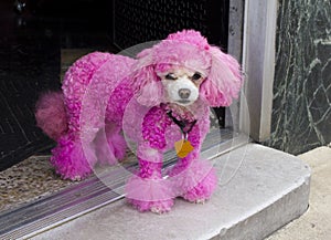 Miniature Pink Poodle in Doorway photo