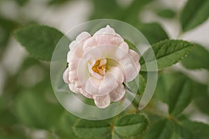 A miniature pinkish-white rose, scientifically known as Rosa sp., blooms elegantly amidst lush green leaves photo