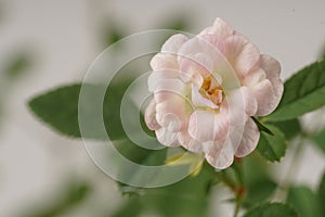 A miniature pinkish-white rose, scientifically known as Rosa sp., blooms elegantly amidst lush green leaves photo