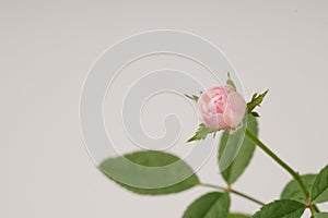 A miniature pinkish-white rose, scientifically known as Rosa sp., blooms elegantly amidst lush green leaves photo