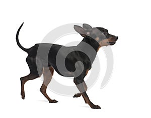 Miniature Pinscher, 10 months old