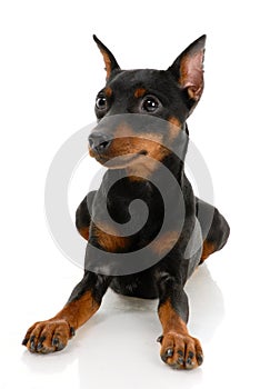 Miniature Pinscher