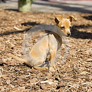 Miniature pinscher